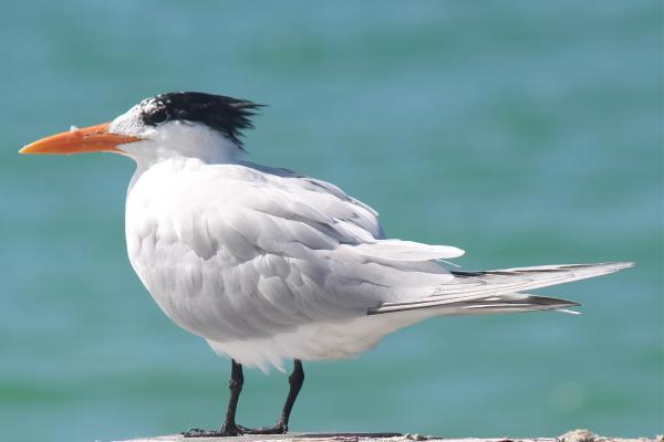 Aves marinas: nombres y características - Charranes (Familia Sternidae)