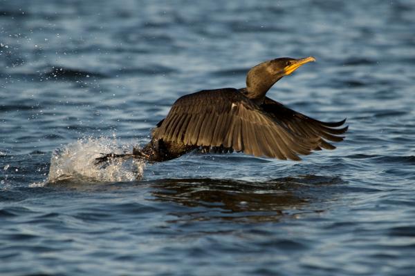 Aves marinas: nombres y características - Cormoranes (Familia Phalacrocorax)
