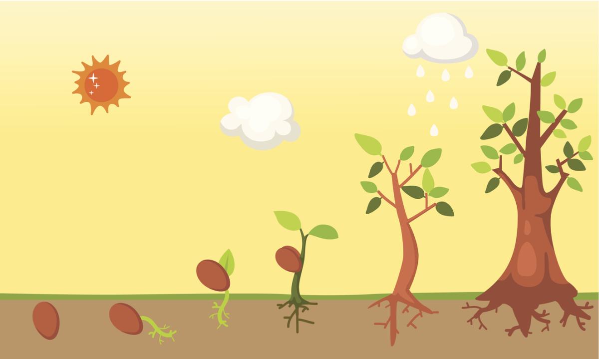 Cuánto tarda en crecer un árbol