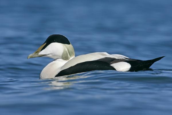 Aves marinas: nombres y características - Eideres (Somateria spp.)