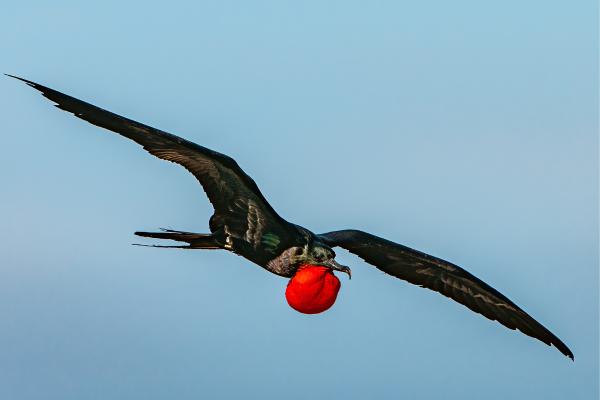 Aves marinas: nombres y características - Fragatas (Familia Fregatidae)