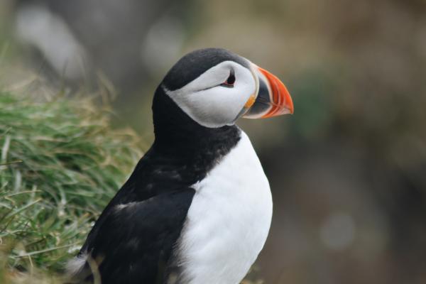 Aves marinas: nombres y características - Frailecillos, alcas y araos (Familia Alcidae)