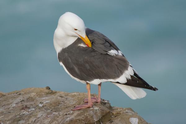Aves marinas: nombres y características - Gaviotas (Familia Laridae)