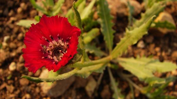 Descubren en una vasija hitita de 4.000 años las semillas de una flor que hoy solo crece en un rincón de Ankara - La flor que hoy solo crece en un pequeño rincón de Ankara