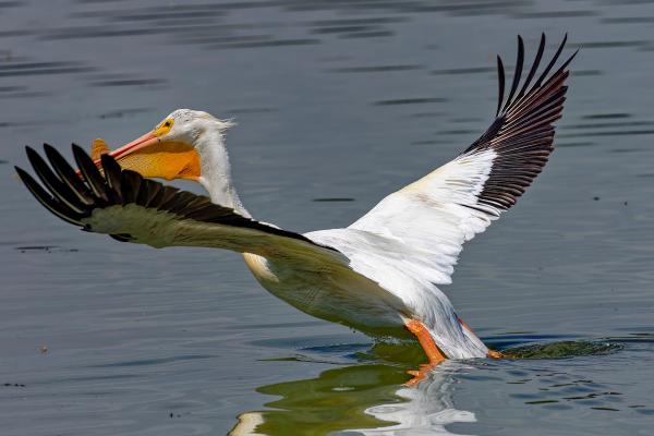 Aves marinas: nombres y características - Pelícanos (Pelecanus spp.)