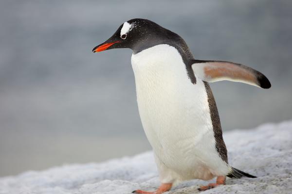 Aves marinas: nombres y características - Pingüinos (Familia Spheniscidae)