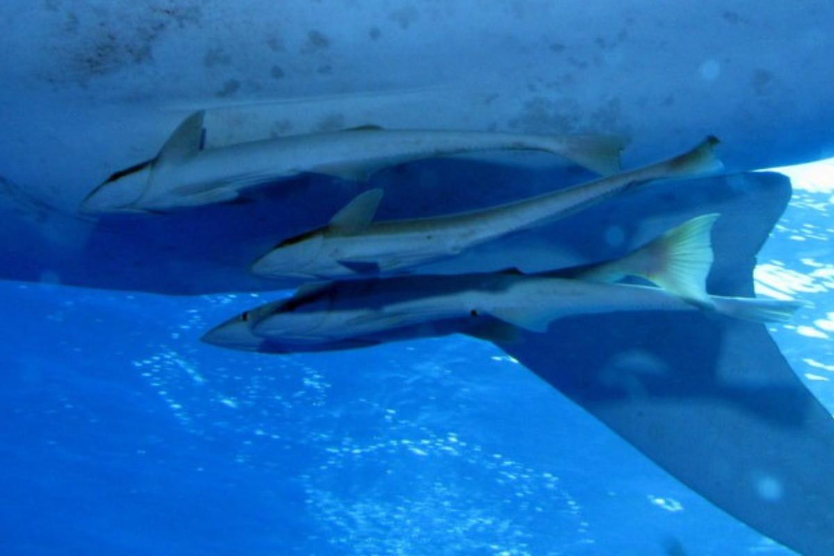 Rémoras: características, hábitat y alimentación