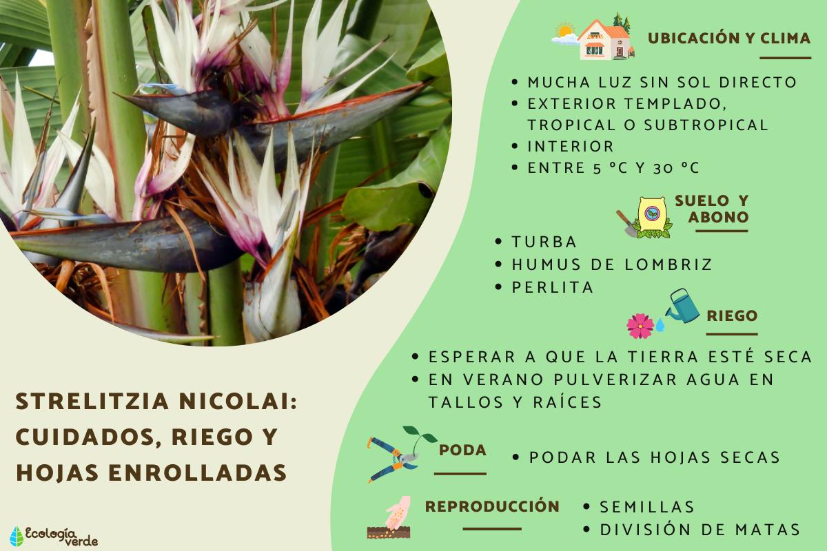 Strelitzia nicolai: cuidados, riego y hojas enrolladas