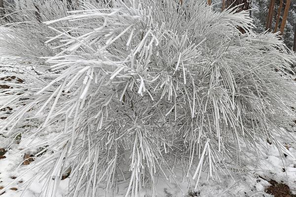 Cencellada: qué es, cómo se forma y tipos