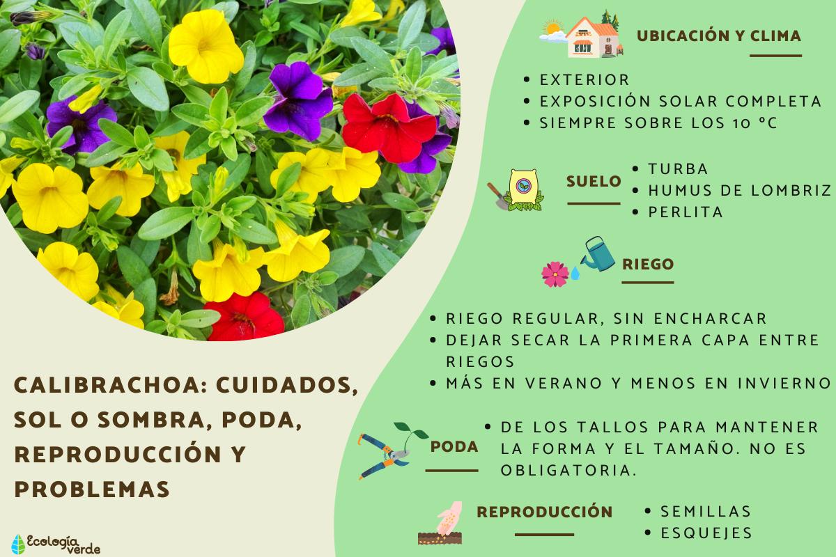 Calibrachoa: cuidados, sol o sombra, poda, reproducción y problemas