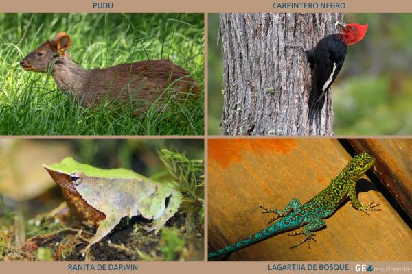Selva valdiviana: qué es, clima, flora y fauna - Fauna de la selva valdiviana