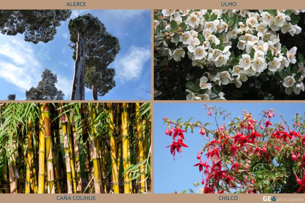 Selva valdiviana: qué es, clima, flora y fauna - Flora de la selva valdiviana