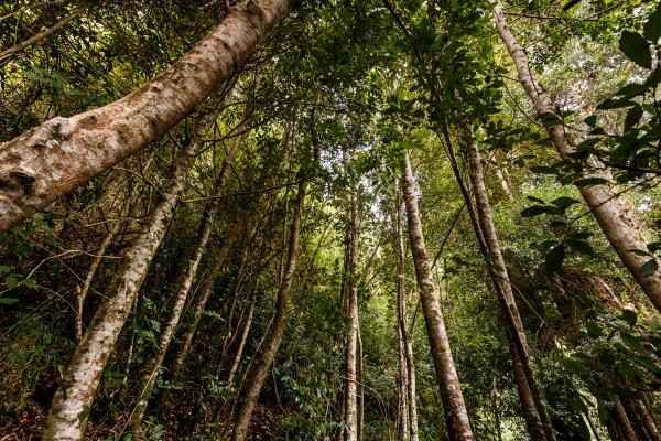 Selva valdiviana: qué es, clima, flora y fauna - Qué es la selva valdiviana y sus características