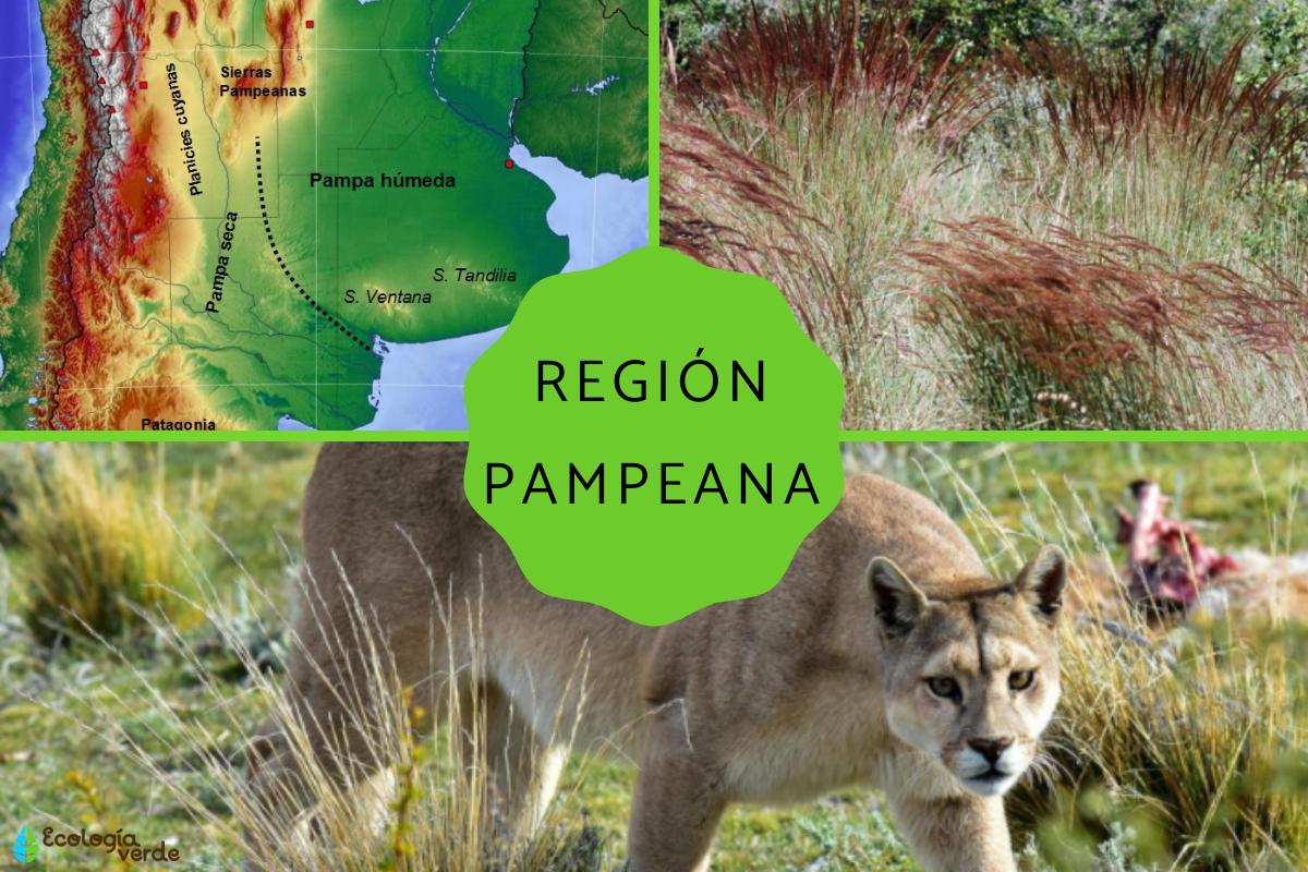 Región pampeana: características, flora y fauna