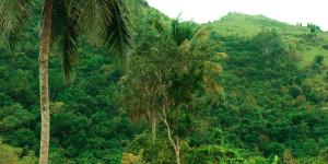 Selva valdiviana: qué es, clima, flora y fauna