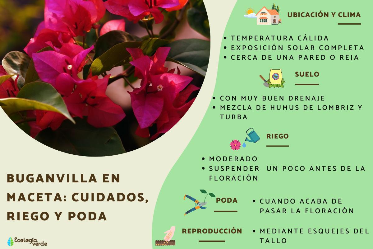 Buganvilla en maceta: cuidados, riego y poda