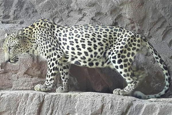Tipos de leopardos - Leopardo árabe (Panthera pardus nimr)