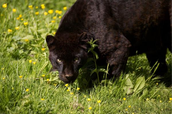 Tipos de leopardos - Leopardo de Indochina (Panthera pardus delacouri)