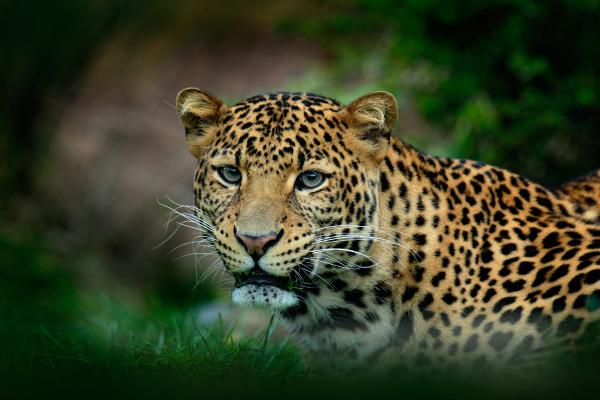 Tipos de leopardos - Leopardo de Java (Panthera pardus melas)