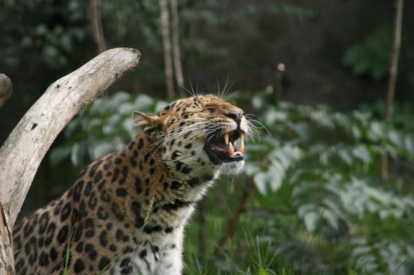 Tipos de leopardos - Leopardo del Amur (Panthera pardus orientalis)