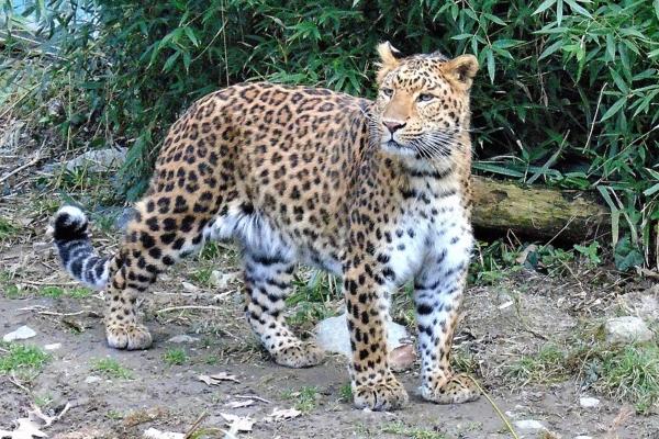 Tipos de leopardos - Leopardo del norte de China (Panthera pardus japonensis)