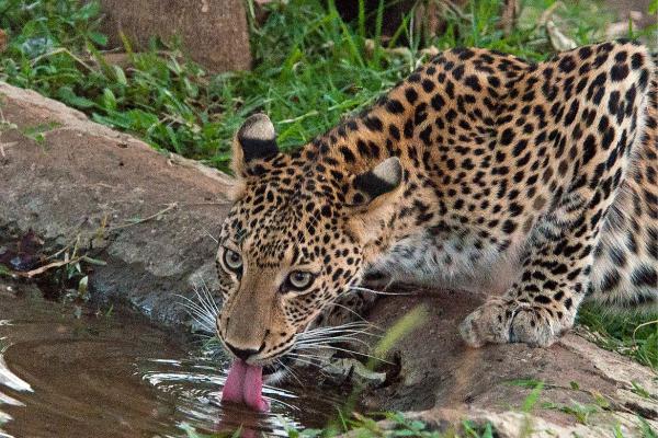 Tipos de leopardos - Leopardo indio (Panthera pardus fusca)