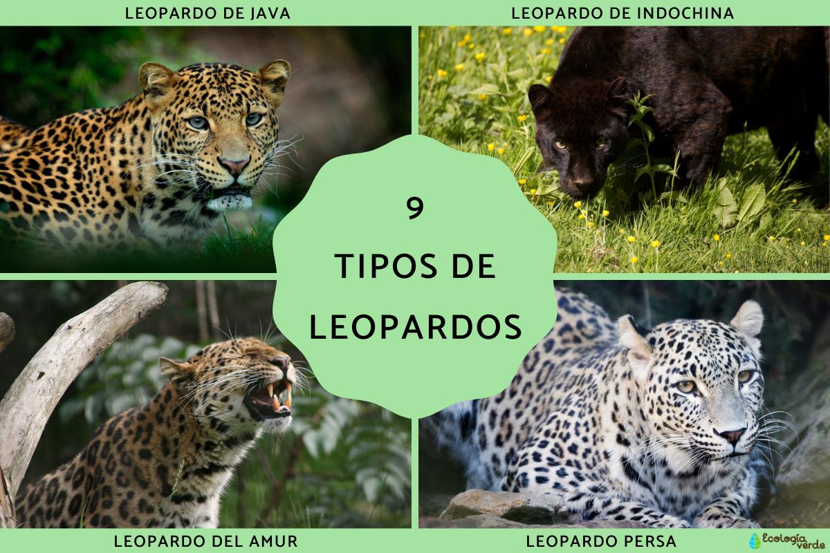 Tipos de leopardos