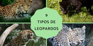Tipos de leopardos