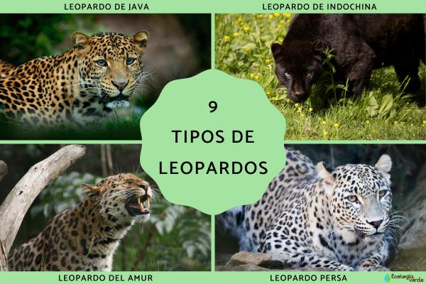 Tipos de leopardos