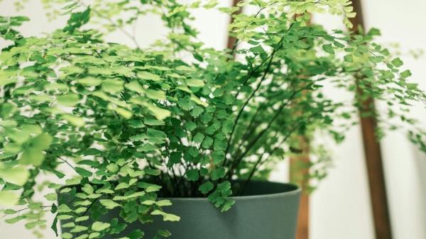 Plantas para recibidores: las mejores opciones para decorar esta zona con poca luz - Culantrillo o cabello de Venus (Adiantum capillus-veneris)
