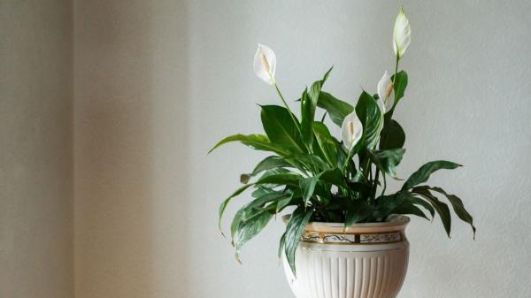 Plantas para recibidores: las mejores opciones para decorar esta zona con poca luz - Cuna de Moisés (Spathiphyllum spp.)