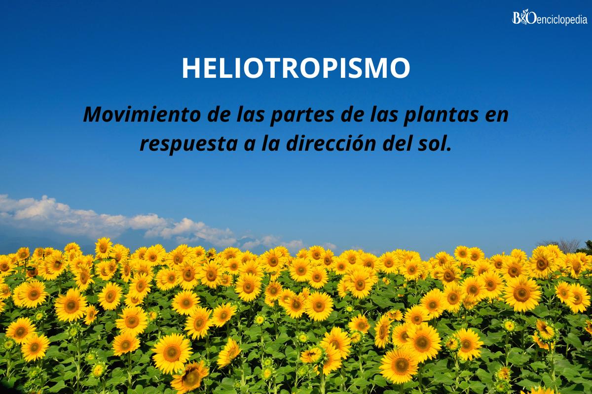 Heliotropismo: qué es, cómo funciona y ejemplos