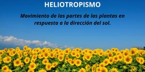 Heliotropismo: qué es, cómo funciona y ejemplos