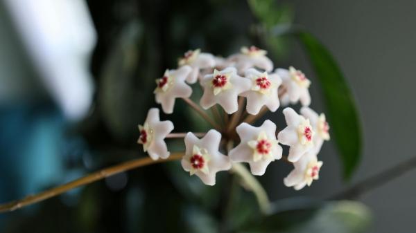 Plantas para recibidores: las mejores opciones para decorar esta zona con poca luz - Hoya (Hoya carnosa)