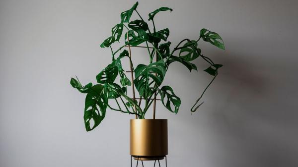 Plantas para recibidores: las mejores opciones para decorar esta zona con poca luz - Monstera adansonii