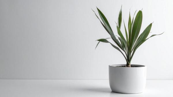 Plantas para recibidores: las mejores opciones para decorar esta zona con poca luz - Palo de Brasil (Dracaena fragans)