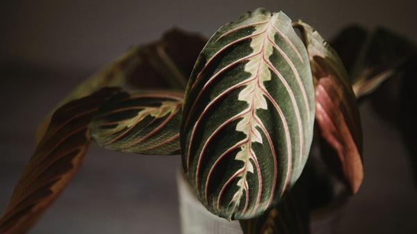 Plantas para recibidores: las mejores opciones para decorar esta zona con poca luz - Planta de la oración (Maranta leuconeura)