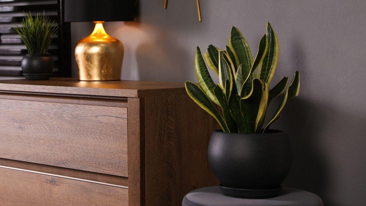 Plantas para recibidores: las mejores opciones para decorar esta zona con poca luz