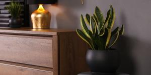 Plantas para recibidores: las mejores opciones para decorar esta zona con poca luz