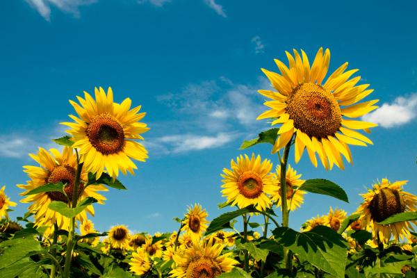 Heliotropismo: qué es, cómo funciona y ejemplos - ¿Por qué es importante el heliotropismo?