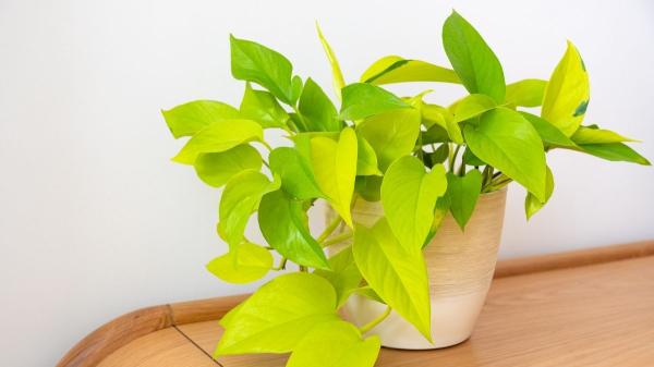 Plantas para recibidores: las mejores opciones para decorar esta zona con poca luz - Poto (Epipremnum aureum)