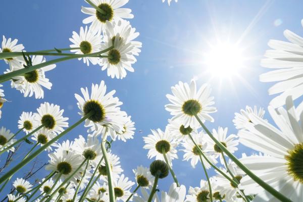 Heliotropismo: qué es, cómo funciona y ejemplos - ¿Qué es el heliotropismo?