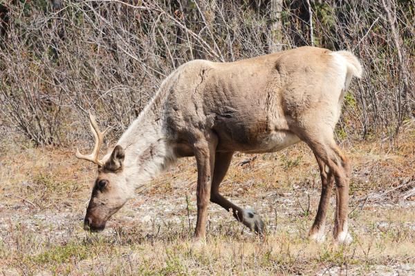Tipos de renos - Rangifer tarandus caribou 
