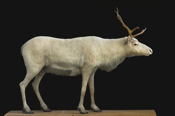 Tipos de renos - Rangifer tarandus dawsoni 