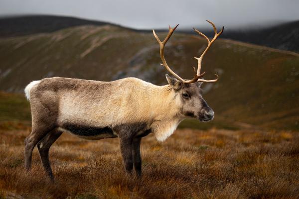 Tipos de renos - Rangifer tarandus fennicus 