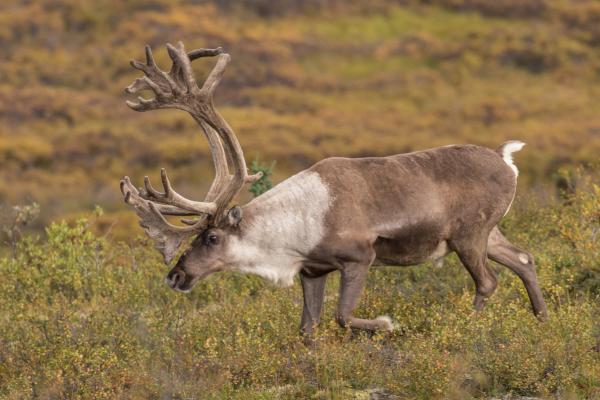 Tipos de renos - Rangifer tarandus groenlandicus 