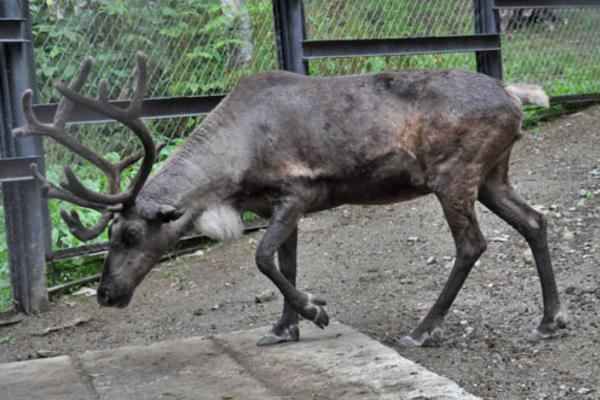 Tipos de renos - Rangifer tarandus phylarchus 