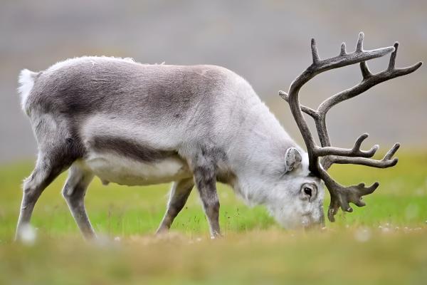 Tipos de renos - Rangifer tarandus platyrhynchus 