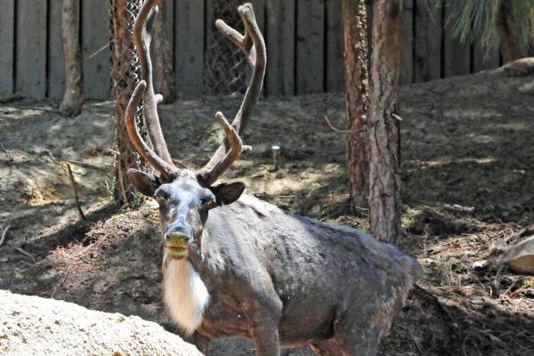 Tipos de renos - Rangifer tarandus sibiricus 