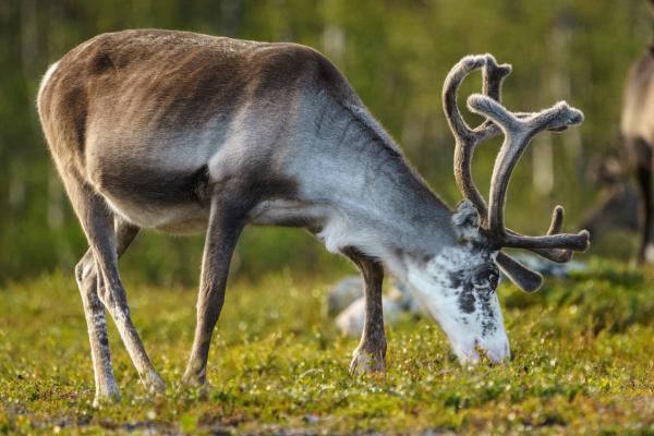 Tipos de renos - Rangifer tarandus tarandus